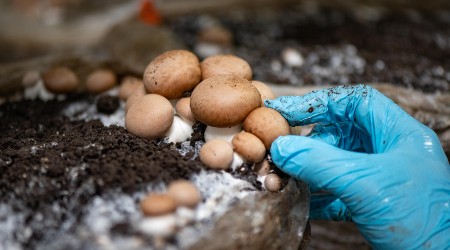A gloved hand gently evaluates a cluster of crimini mushrooms for harvest. 