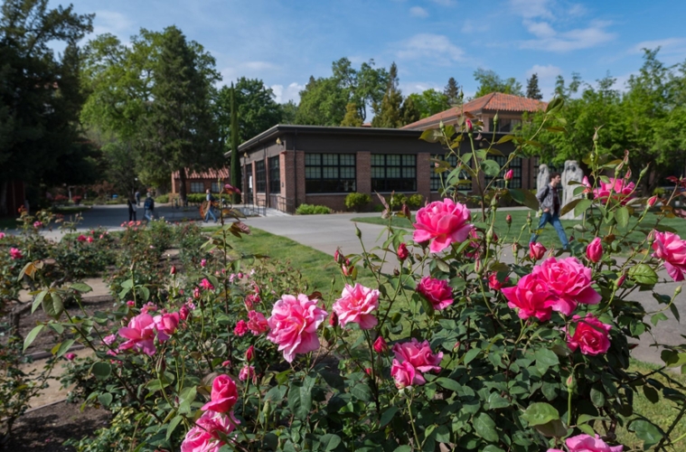 view of the Chico State Rose Garden with brick building in background
