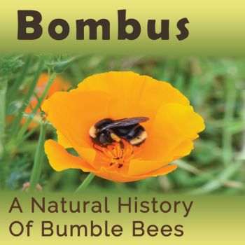 A bumble bee sits on a California poppy. Text reads: Bombus: A Natural History of Bumble Bees