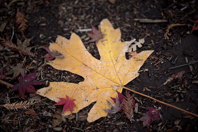 Picture of fall leave