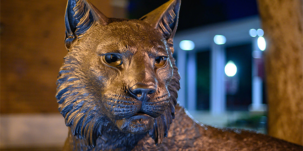 Wildcat statue photographed at night