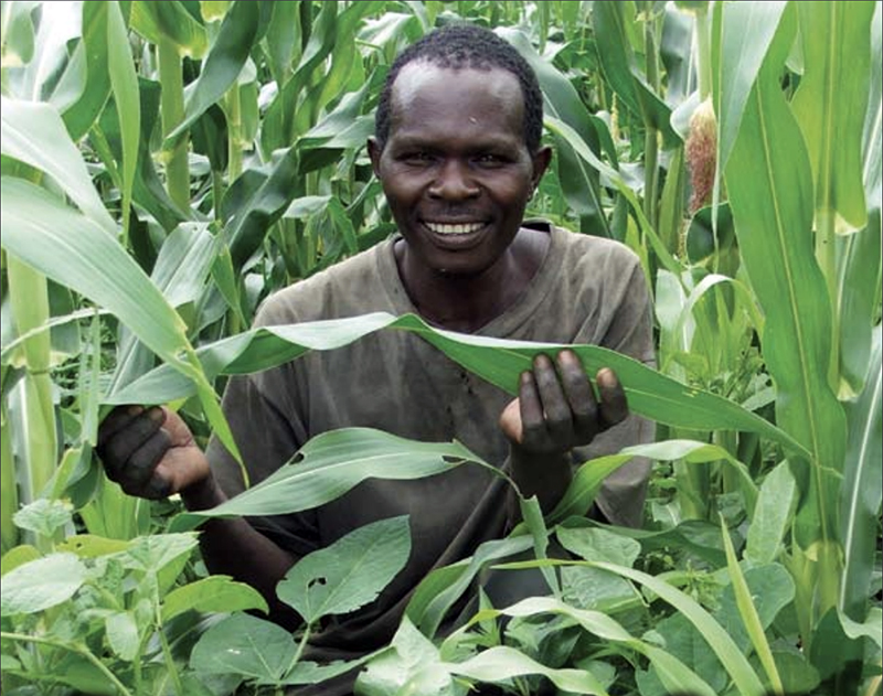 African farmer in his corn field