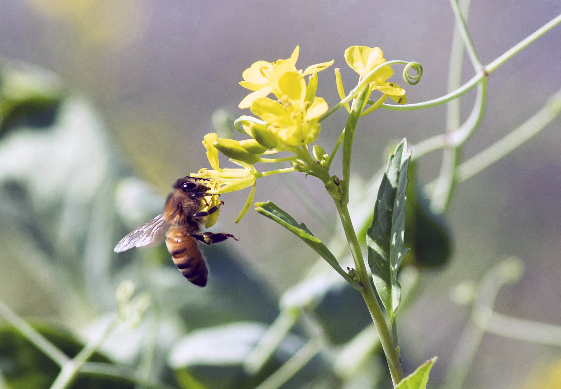 honey bee on cover crop
