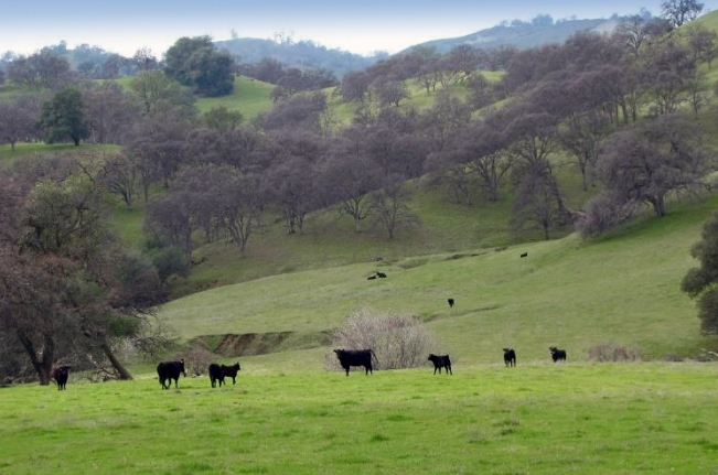 cattle on grasslands