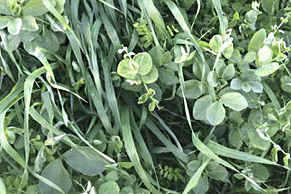 legume cover crop