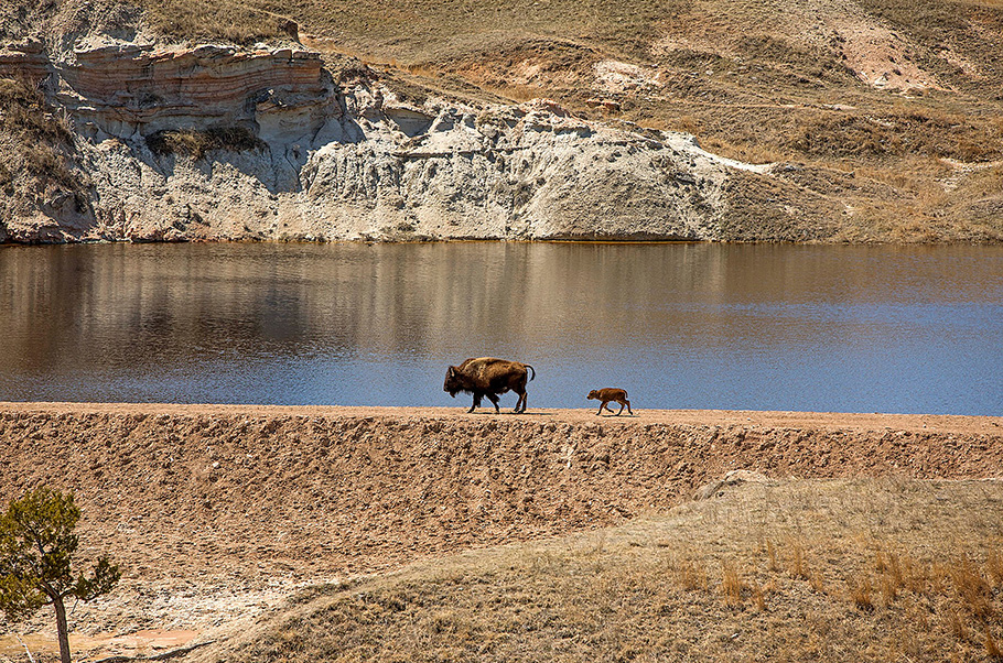 Bison near a lake.