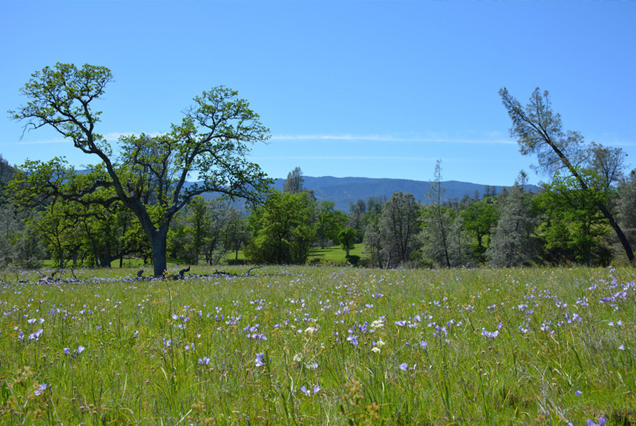 Wildflowers at Big Bluff Ranch