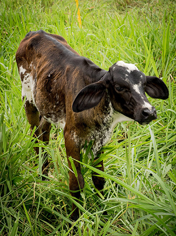 cow in tall grass