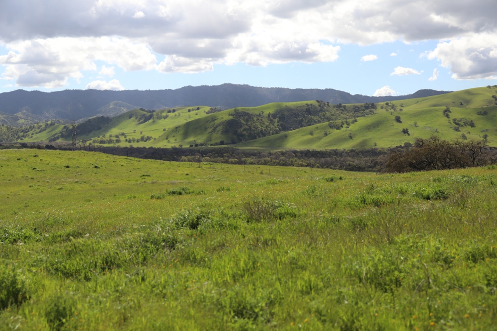 A green field at Paicines Ranch