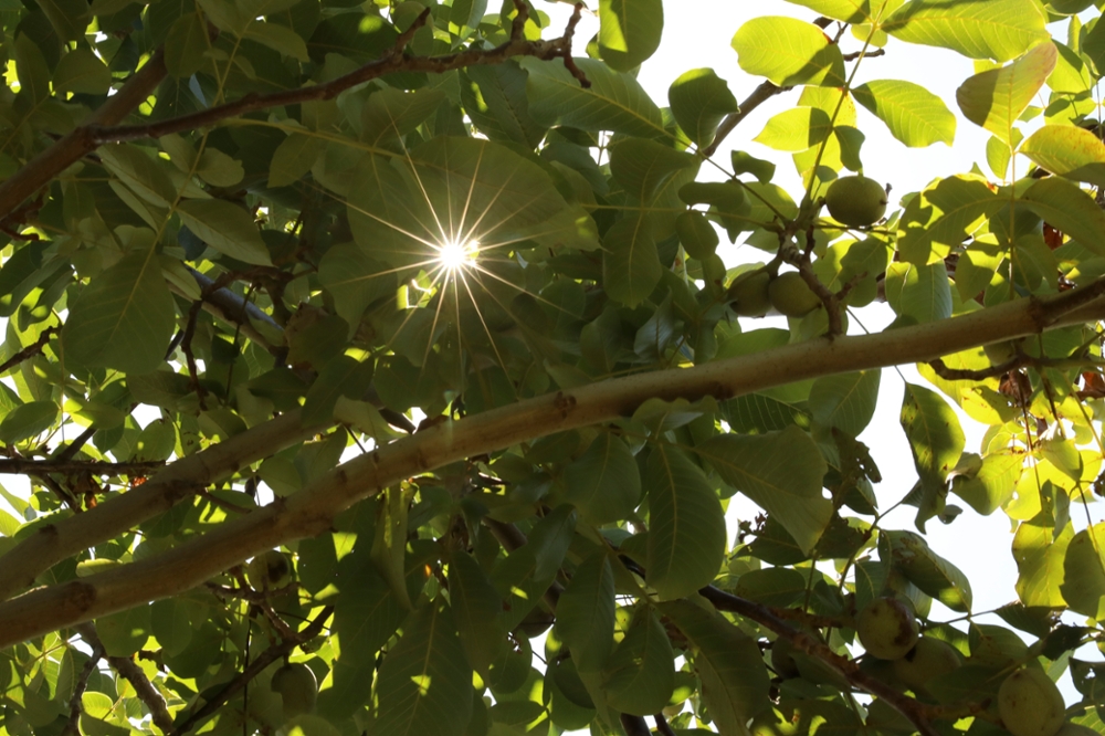 The sun gleams through walnut tree branches