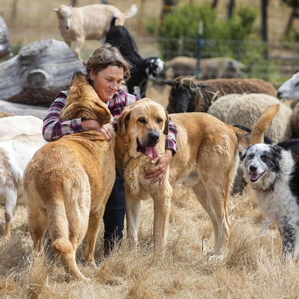 Sarah Keiser hugging her dogs with sheep around them