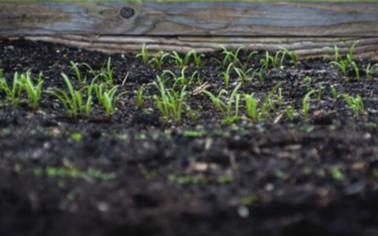 soil with green shoots emerging