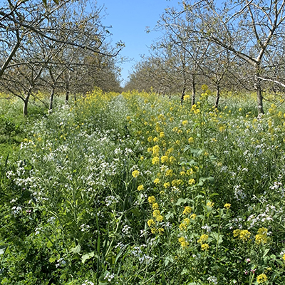 cover crops in a walnut orchard