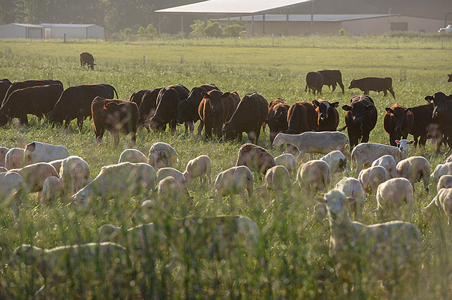 sheep and cattle at White Oak Pastures