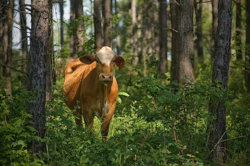 a cow under trees