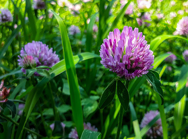 red clover cover crop