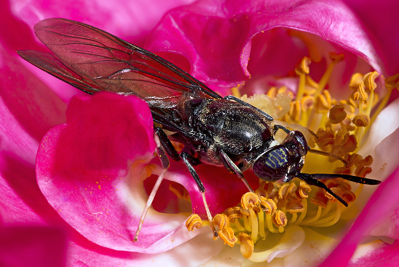 Soldier Fly resting on a rose