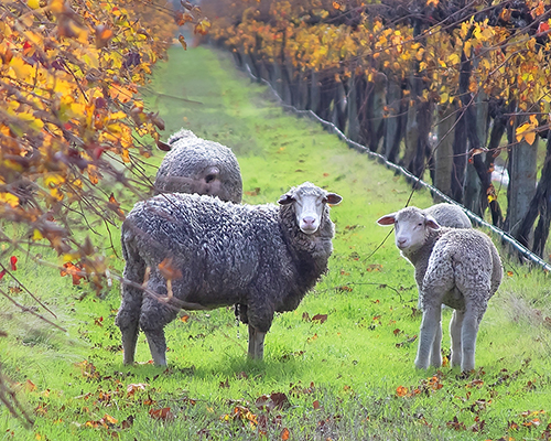 sheep in vineyard