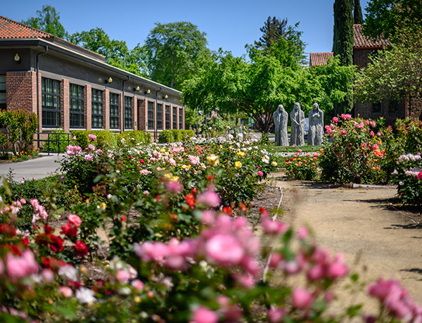 Campus rose garden
