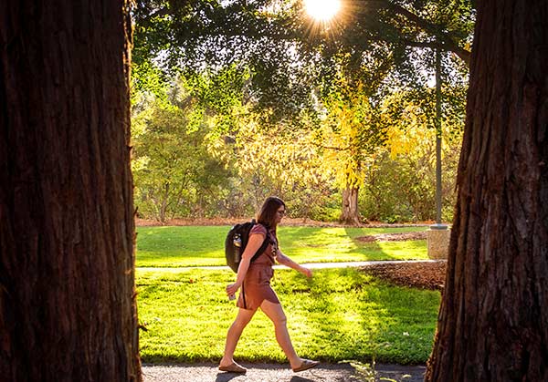 A student walk along a sunlit campus path while passing by two redwood trees.