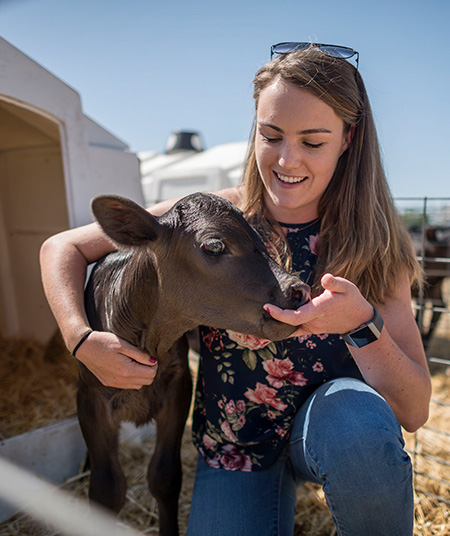 student feeding cow at the university farm