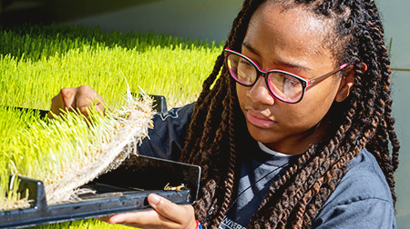 Research student inspecting grass