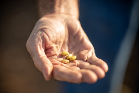 An extended hand holds four yellow beans.