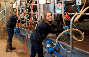students operate milking machines