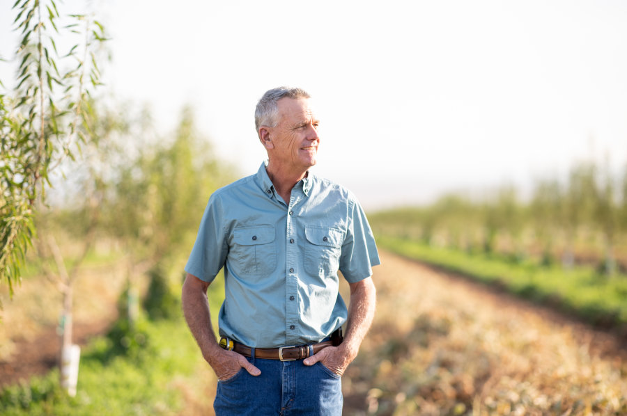 Farmer stands in orchard and inspects his field