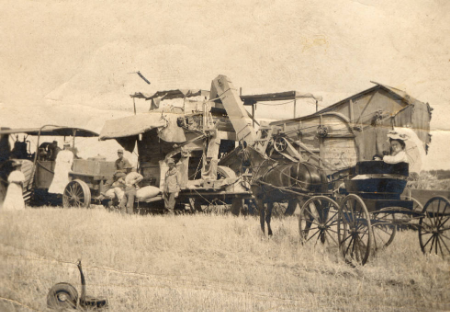 The Bell combined harvester at work on Bell Ranch. 