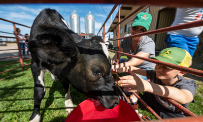 Child reaches out to calf during Wildcat Day on the Farm 