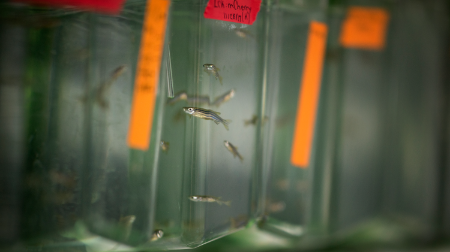 Fish grow in plastic tubs in laboratory. 