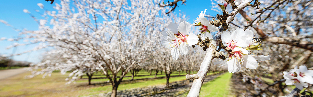 Almond blossom rests on a branch in the foreground of a scenic orchard.