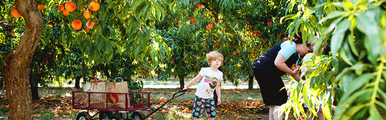 Families wheel wagons full of peaches through the orchards
