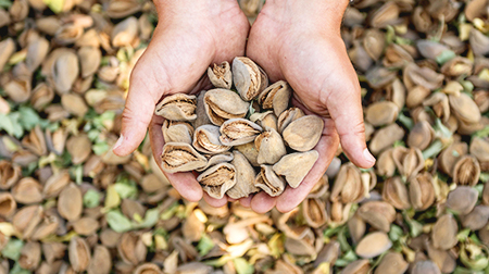 Hands hold newly harvested almonds.
