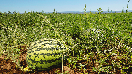 A ripe watermelon sits in a row on the ground out in the sun ready for harvest