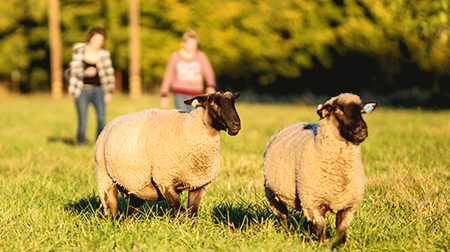 Two sheep frolic in a field while student follow behind in pasture