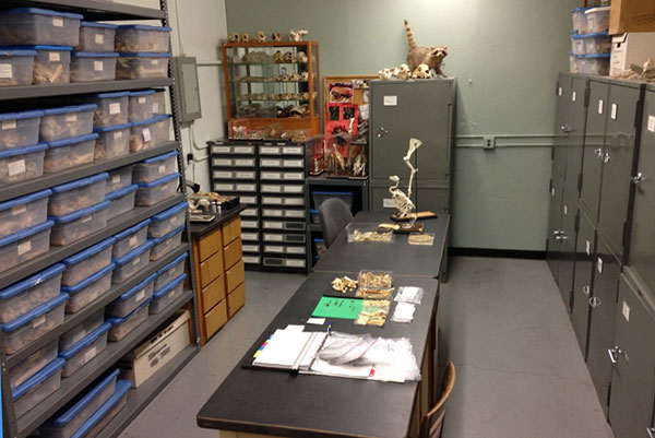 Archaeological Research Program zooarchaeology lab