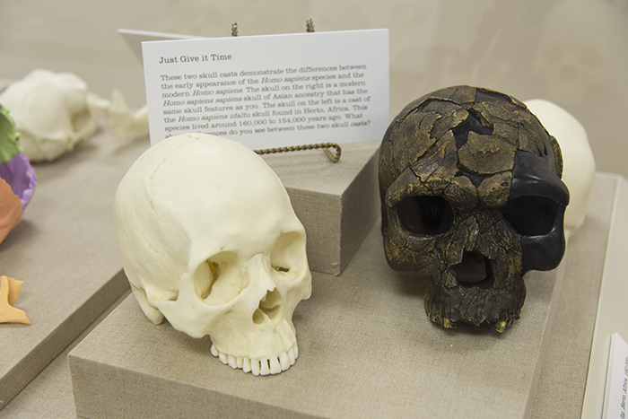 fossil skulls