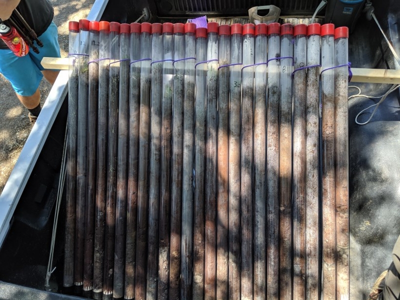 Soil cores samples like these are used to better understand the amount of carbon stored in soils related to different soil management practices.