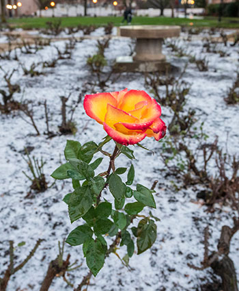 Orange rose in the rose garden on campus
