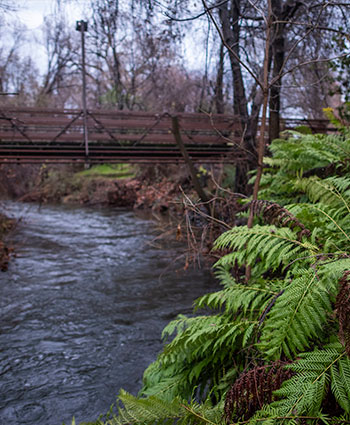 Stream on campus with ferns in the foreground