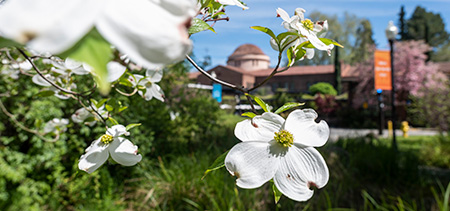 The dogwoods bloom in the Creekside Educational Garden