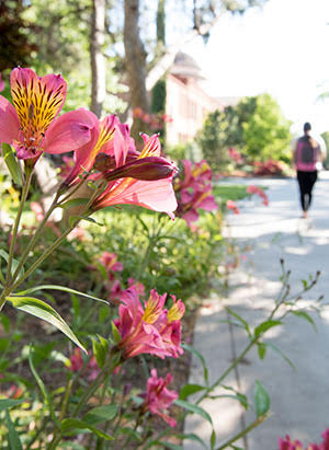 pink flowers on campus