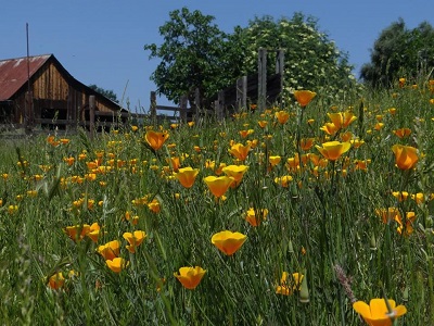 A field of poppies with a barn in the background