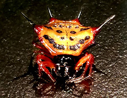 spiny orbweaver beetle