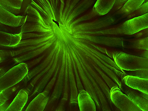 vibrant green photo from lab