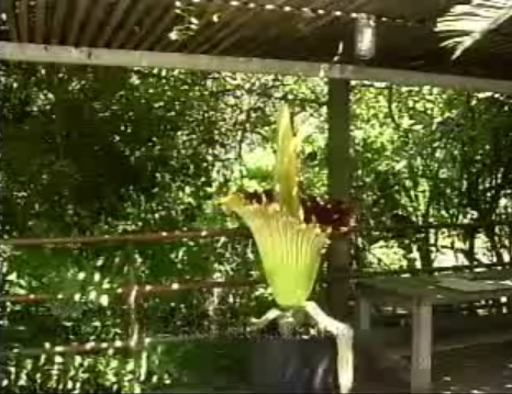video thumbnail of corpse flower, click to view video