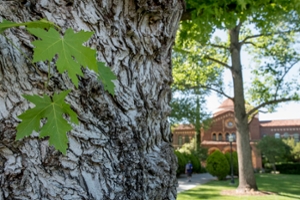 close-up of a tree in front of kendall hall