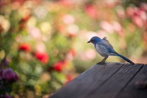 scrub jay perched on a piece of wood